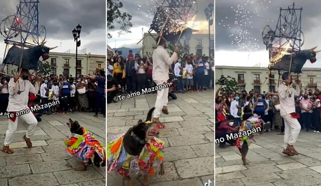 El viral clip del can amante de la pirotecnia logró obtener más de 300.000 reproducciones. Foto: composición LR/captura de TikTok/@manutorres310