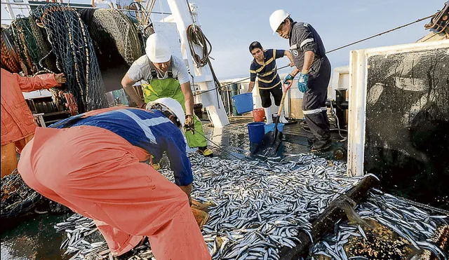 Pesca industrial de anchoveta inició el 4 de mayo. Foto: difusión