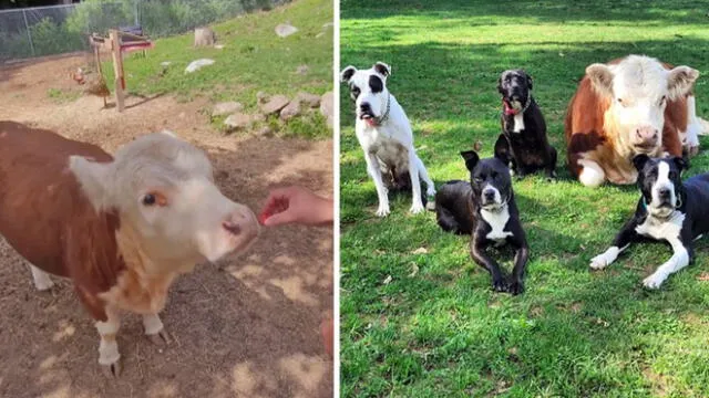 Desde que Haru conoció a sus 'hermanos' caninos no se ha separado de ellos. Foto: composición LR/captura de Instagram/@bear_the_pittie