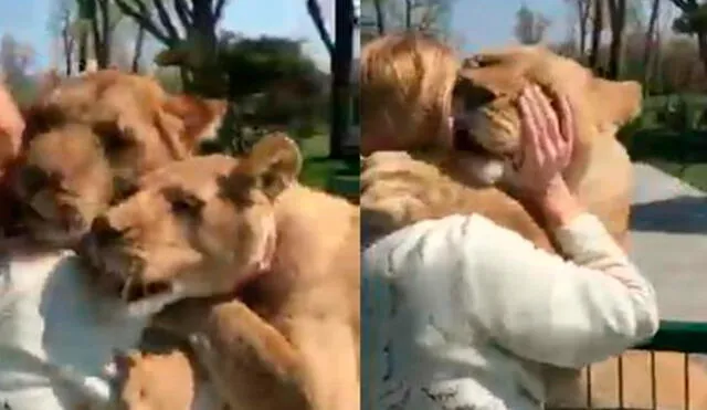 Una de las leones se quedó abrazando a la mujer. Video: @AnxoPerez.com/Twitter