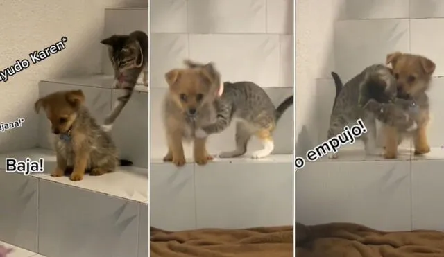El viral clip protagonizado por el gatito Aiko y su 'amigo' perruno Keashi tuvo emotivas reacciones. Foto: TikTok/@blon.gump