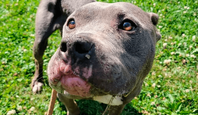 Los especialistas también descubrieron que Penny tiene dos pequeños tumores y una lesión en el labio superior. Foto: Jason Cooke / The Healthy Hearts and Paws Project