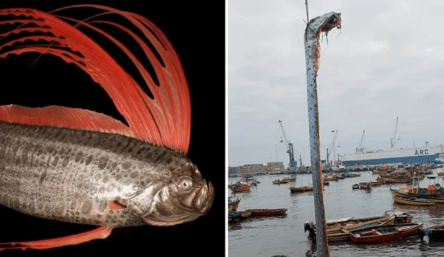 El pez remo, o pez sable, es conocido en japonés como ryugu no tsukai, que en español significa 'mensajero del palacio del dios del mar'. Foto: National Geographic