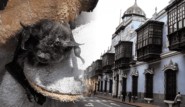 La presencia de murciélagos en Lima es completamente normal, indican los expertos. Foto: composición LR/Serfor/difusión