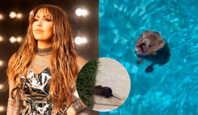 Thalía recibió los halagos de sus fans tras mostrar que devolvió al ratón a su hábitat. Foto: composición LR/Thalía/Instagram/Thalía/TikTok