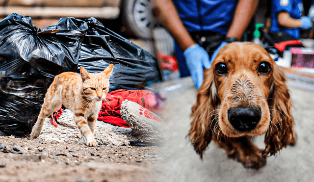 Hay más de 10 millones de perritos y gatitos en estado de abandono. Foto: composición La República / Jazmín Ceras