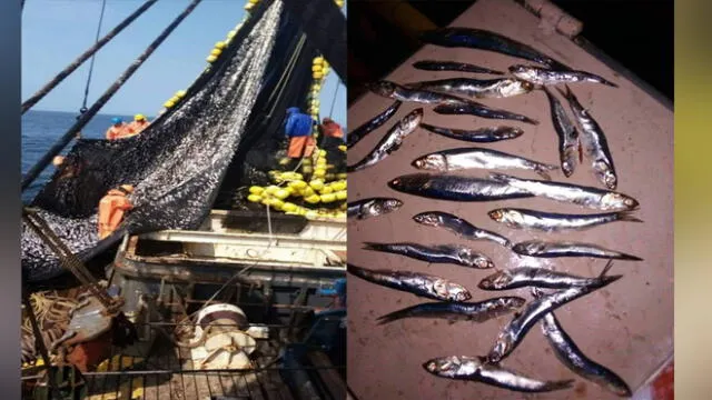 Pescadores de Chimbote piden a Produce detener pesca de anchoveta en estado juvenil. Foto: La República