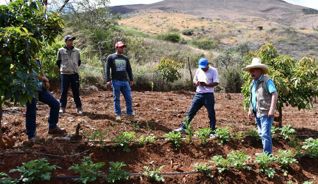 Agricultores han instalado sistema de riego por goteo. Foto: GRALL