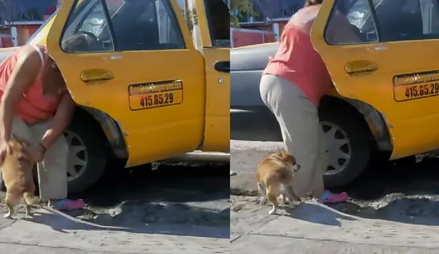 El video del perrito que llegó a su casa en taxi tiene más de 2 millones de visualizaciones. Foto: composición LR/captura de TikTok/@lizbethgarciadees