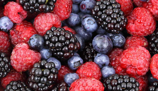 El arándano también pertenece a la familia de los berries y presenta altas perspectivas de crecimiento en el mercado internacional. Foto: difusión