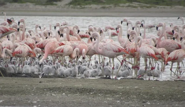 En nuestro país se registra la presencia de tres especies de flamencos altoandinos. Foto: SERFOR