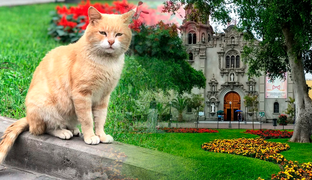 Un grupo de voluntarios han informado que están atentando contra la vida de los gatos que viven en el Parque Kennedy. Foto: composición LR/ Andina