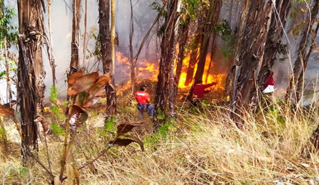 Escolares de un colegio del distrito de Llama (Áncash) ayudaron a sofocar un incendio forestal(Áncash). Foto: RSD Noticias