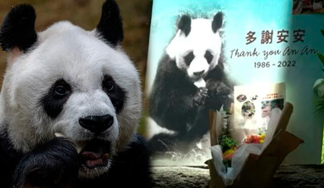 An An llegó a Ocean Park, Hong Kong, en 1999 junto a Jia Jia, la panda hembra más longeva del mundo. Foto: Composición/LR/CNN En Español/EFE/