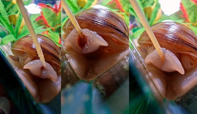 La curiosa forma en la que comer el caracol dejó sorprendidos a cientos de usuarios. Foto: composición LR/ captura de TikTok/ @MuchoRubbish