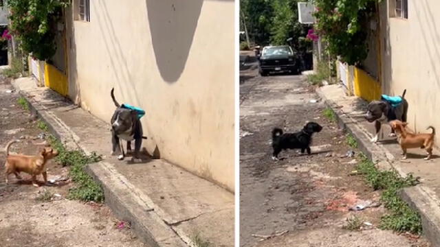 La escena obtuvo millones de reproducciones en la red social y sorprendió a usuarios. Foto: composición LR/captura de TikTok/@adonis_pitbull