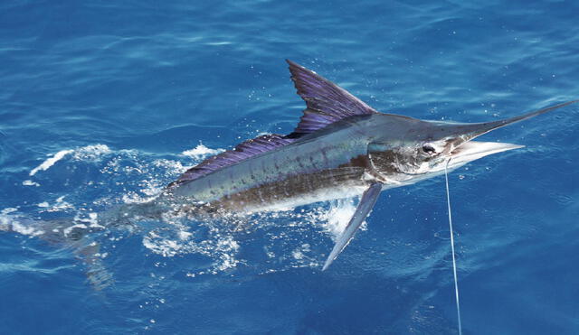 El pez vela de color azul metalizado es el segundo pez más rápido del mar después del tiburón mako. Foto: Gobierno de México