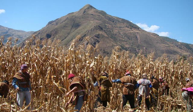 Papa, maíz y avena forrajera son certificadas por Indecopi. Foto: difusión