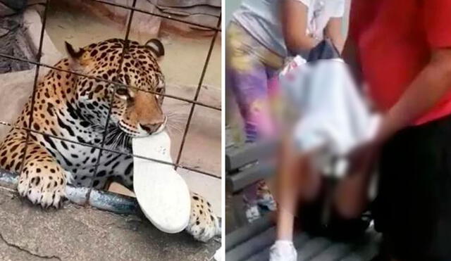 El menor de edad, originario del municipio de Irapuato, identificado como José “N”, sufrió una lesión en el tobillo izquierdo, provocada por el jaguar. Foto: composición LR - captura Twitter @nmasbajio AM Noticias / Video: Milenio