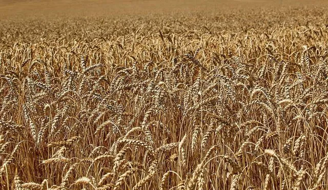 Ucrania y Rusia en conjunto representan cerca del 30% de las exportaciones mundiales de cereales como el trigo. Foto: Efe