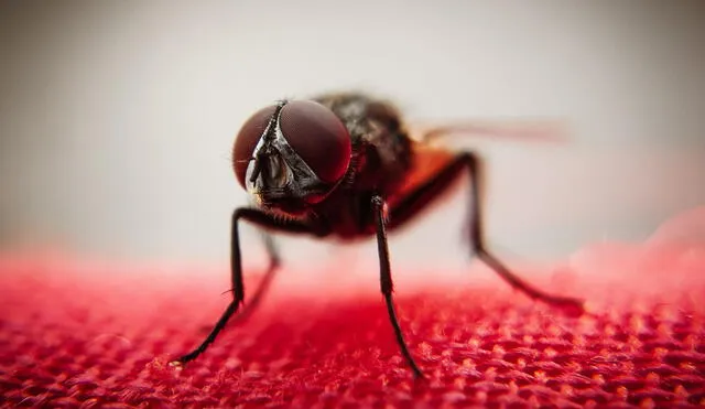 Los científicos trabajaron con un grupo de moscas editadas genéticamente y que movían sus alas ante un estímulo en específico. Foto: PixaHive