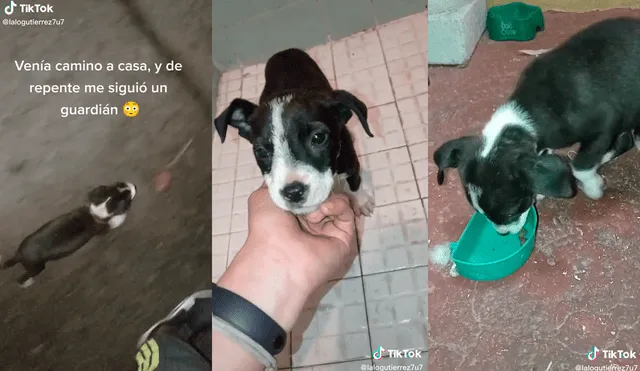 Los cibernautas enviaron sus bendiciones al joven que adoptó al perrito. Foto: composición LR/ @lalogutierrez7u7/TikTok