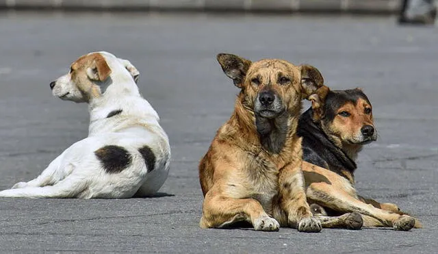 Existe una gran cantidad de perros en abandono que necesitan ayuda. Foto: Labrujula24