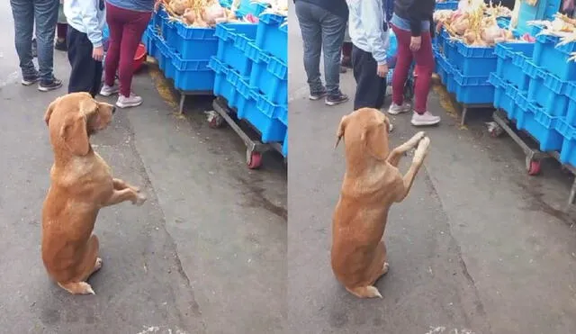 El perrito se quedó sentado pidiendo comida hasta que le hicieran caso. Foto: composición LR/captura de TikTok/@User2645365173465
