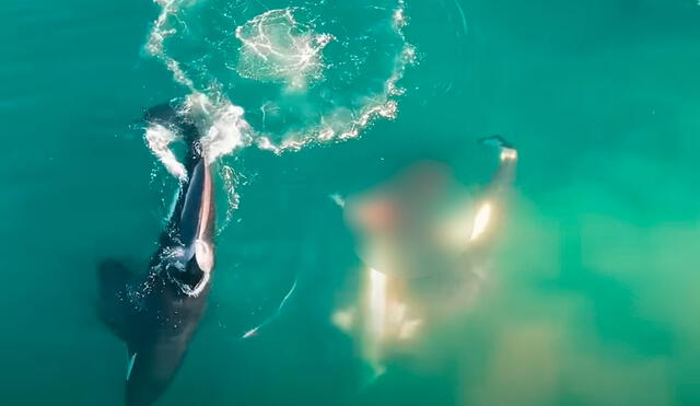 En el video se ve cuando una orca hiere el estómago de un tiburón y luego lo saca muerto entre sus colmillos. Foto: captura/ YouTube Discovery