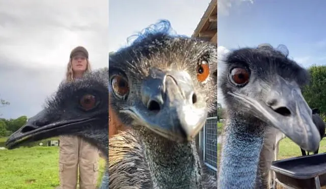 En los videos de Blake se muestra a los usuarios la vida cotidiana del ave. Video: TikTok/@knucklebumpfarms