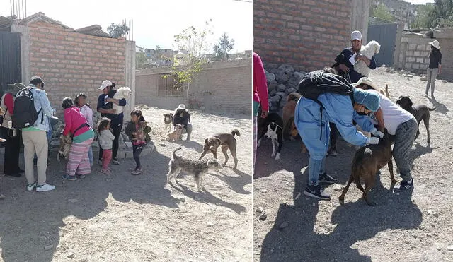 En Alto Selva Alegre no se presentan casos de rabia desde el 2019. Foto: Gerencia de Salud