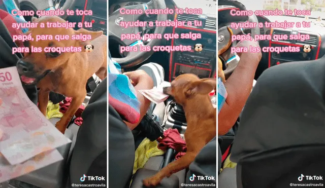 La perrita trabaja como cobradora y ayuda a llevar el pan a su casa. Foto: composición LR/captura de TikTok/@TeresaCastroAvila