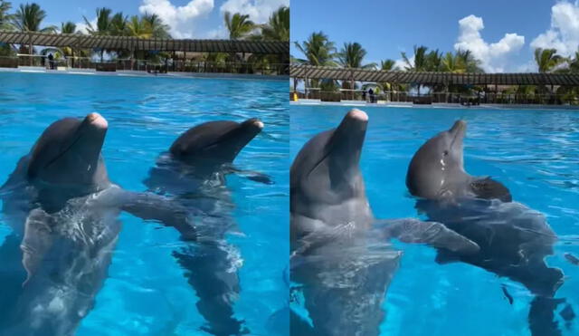Los delfines imitan a la perfección la forma de nadar de los tiburones. Foto: Milenio / TikTok / Dolphin Discovery