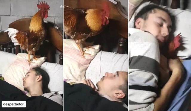 El viral clip del gallo 'despertador' generó la risa de miles de usuarios. Foto. TikTok/@adri_0175