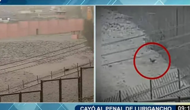 Hace dos semanas, la patita se encuentra en el penal de San Juan de Lurigancho. Foto: captura video/ATV