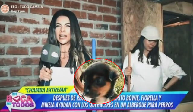 Fiorella Rodríguez y Mikella Callegari ayudaron a un albergue de perritos en la última edición de "En boca de todos". Foto: composición/América TV