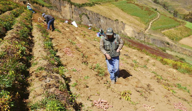 Las familias agricultoras de Moro y Nepeña se dedican a la siembra y cosecha de palta y mango. Foto: Sedir