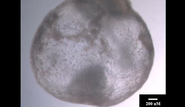 Por primera vez en la historia, científicos han embriones artificiales de ratones que tienen tejidos y órganos funcionales. Foto: captura de Youtube / Institute Wezmann