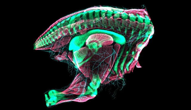 Pelvis de un embrión de codorniz que es una réplica pequeña de las caderas de un dinosaurio primitivo. Foto: Christopher T. Griffin/BharT-Anjan S. Bhullar