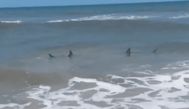 El instante en el que una mujer descubre a un par de tiburones nadando en una de las playas de Florida. Foto: Captura de Instagram/@karaskonieczny.