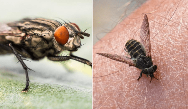 Conoce cuál es el peligro de que las moscas se posen en los alimentos y otros datos particulares de estos insectos. Foto: composición LR/Peakpx