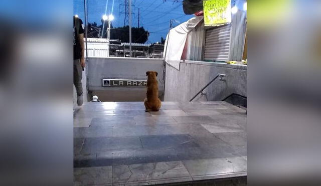 La historia de este can ha conmovido a miles en las redes sociales. Foto: captura de Instagram/@cronicas_chilangas_cdmx