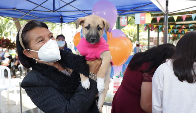 Mascotas se encontraban desparasitadas y habían recibido la vacuna antirrábica. Foto: MPP