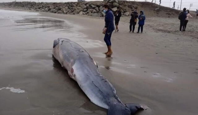 Una cría de ballena varó en las orillas de la playa Las Delicias del distrito de Moche. Foto: Facebook- El Ciudadano