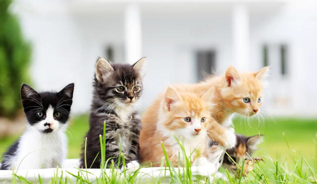 Día Internacional del Gato tiene por finalidad promover el cuidado de estos tiernos felinos. Foto: Antena 3