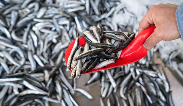 Congreso propone incrementar el porcentaje de captura de anchoveta dirigido al consumo humano directo. Foto: Perú Sostenible