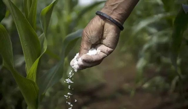 En el  Peru 1 millón 047.186 pequeños y medianos productores utilizan fertilizantes químicos. Foto: Andina