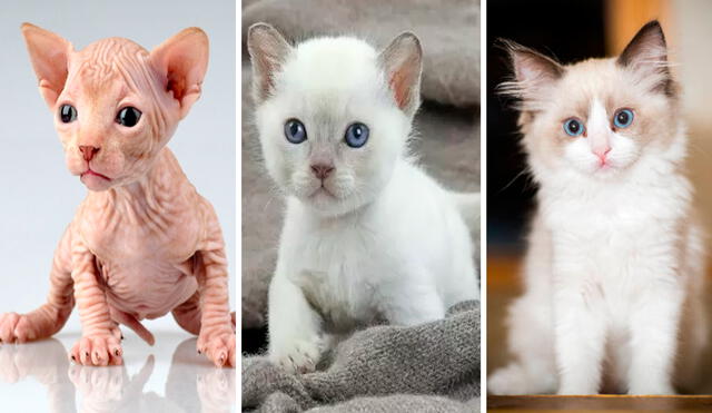 Esfinge, tonkinés y ragdoll se consideran las razas de gatos más cariñosos. Foto: composición LR/captura de Facebook/El gato trasto