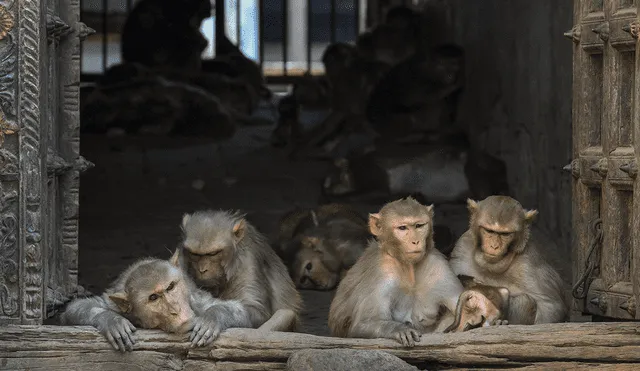 Activistas sospechan que los animales fueron atacados después de que se confirmaran tres casos de viruela del mono en Sao Paulo. Foto: AFP