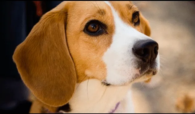 Los miles de perros beagle buscan un nuevo hogar para tener una oportunidad de vida. Foto: El Diario